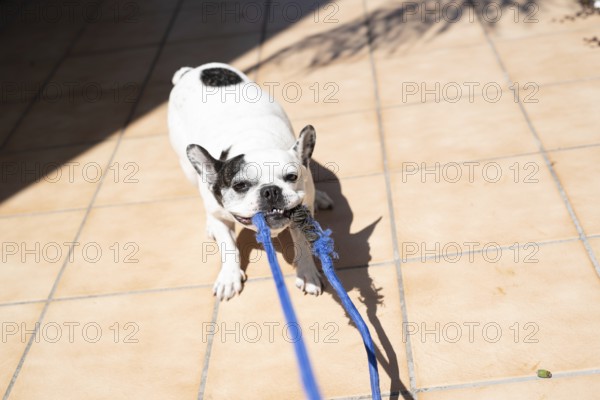 A French Bulldog (Canis lupus familiaris) with black spots holding a blue leash in its mouth, standing on a sunlit tile floor