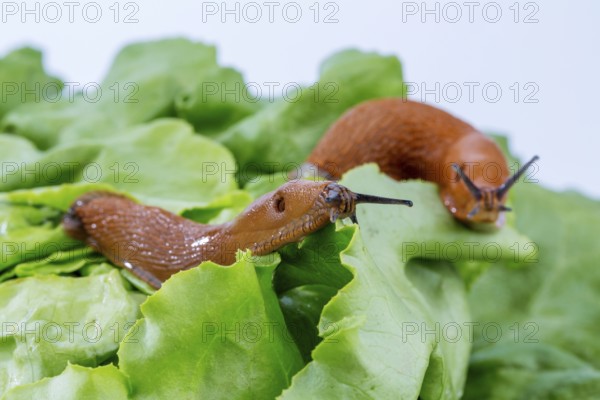 A slug in the garden eats a lettuce leaf. Snail plague in the garden Austria