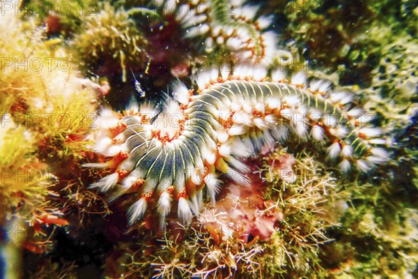 Bearded Fireworm (Hermodice carunculata) Underwater Mediterranean Sea