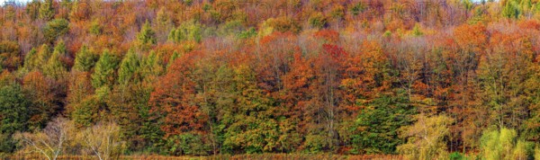 Autumn coloured trees, autumn forest in Lipperland, panoramic photo, Kalletal, North Rhine-Westphalia, Germany, Europe