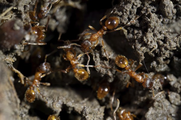 European fire ant (Myrmica rubra), several animals Red-yellow nodule ant on the ground, Velbert, Germany, Europe