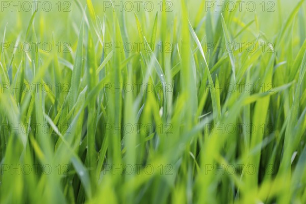 Young wheat plants growing on the soil, Amazingly beautiful endless fields of green wheat grass go far to the horizon