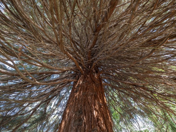Sequoia tree (Sequoioidea), view from below into the crown, Offenbach am Main, Hesse, Germany, Europe