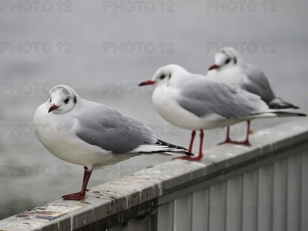Seagulls (Larinae) on the Rhine, close-up, blurred background, Cologne, Germany, Europe