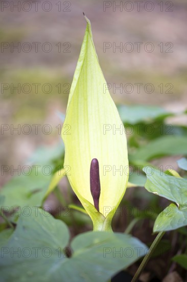 Common arum (Arum maculatum), cob in front of the bracts, Velbert, North Rhine-Westphalia, Germany, Europe