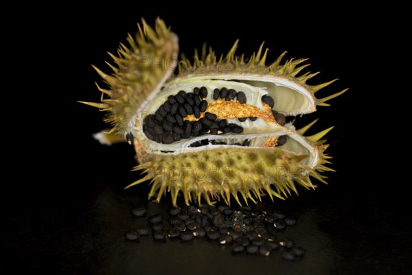 Opened seedpod with seeds of a poisonous (datura), studio photograph with black background