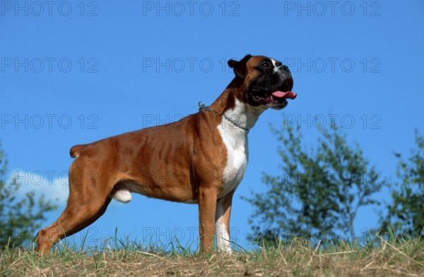 German Boxer, yellow, German Boxer, outside, outdoor, side, male, tail docked, dock, bob
