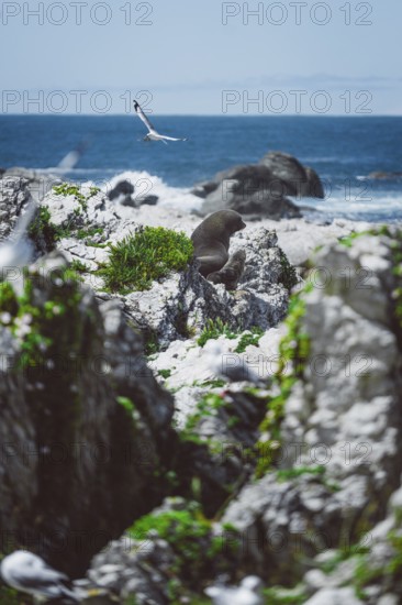 A bird flies over rocky cliffs on the coast with undulating sea, Kaikoura, New Zealand, Oceania