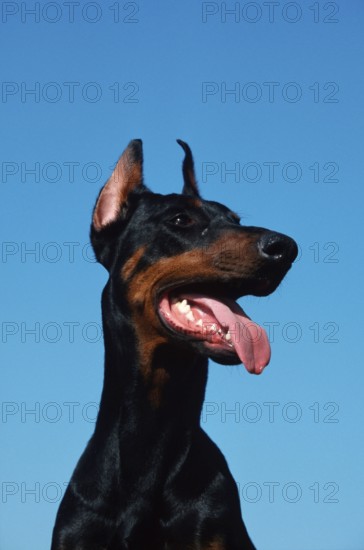 Doberman Pinscher, cropped ears