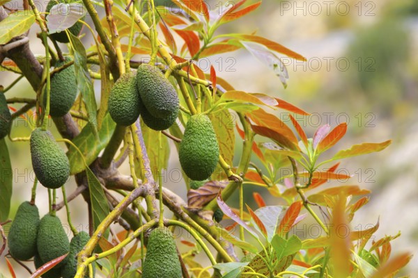 Avocado am Baum, many fresh avocado fruits on the tree in an orchard