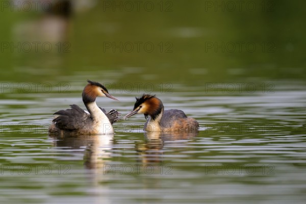 Two great crested grebe (Podiceps cristatus) interacting affectionately in the calm waters of a lake, Kassel, Hesse, Germany, Europe