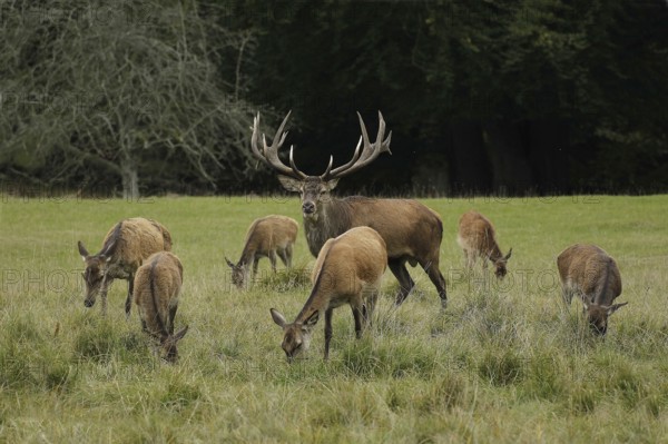 Red Deer (cervus elaphus), Stag and Females, Sweden, Europe