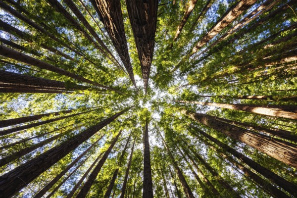 The tranquil Cement Creek Redwood Forest near Warburton in Victoria, Australia, Oceania
