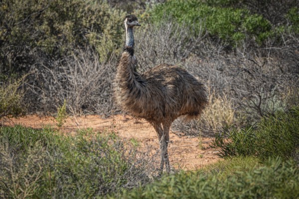 Emu (Dromaius novaehollandiae), adult, in its habitat, Kalbarri National Park, Western Australia, Australia, Oceania