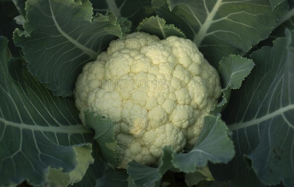 Close-up of a cauliflower head nestled amongst its vibrant green leaves. A fresh, healthy vegetable ready for harvest