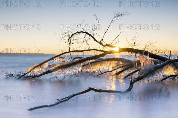 Sunrise behind icy branches on a calm lake, wintry atmosphere, Hörnle, Constance, Lake Constance, Baden-Württemberg, Germany, Europe