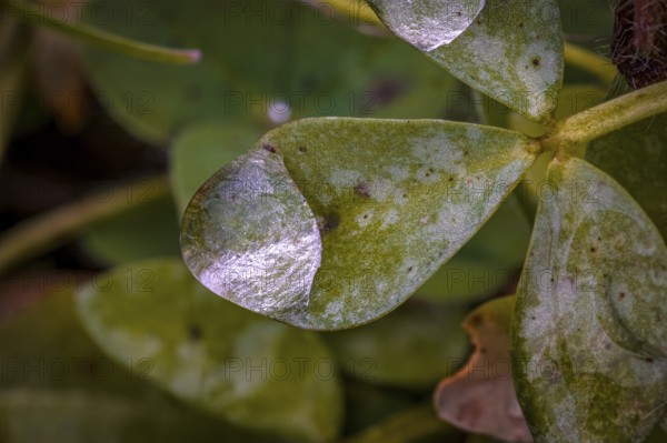Macro photograph of a green clover leaf (Trifolium) with water droplets, Jena, Thuringia, Germany, Europe
