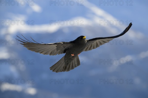 Alpine chough (Pyrrhocorax graculus) in flight, Belalp, Naters, Brig, Canton Valais, Switzerland, Europe