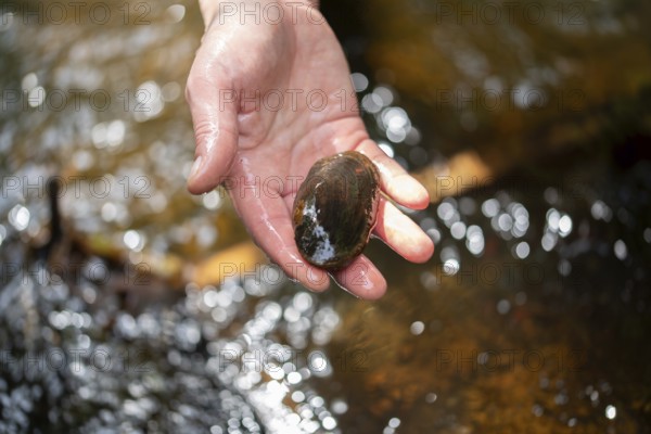 Freshwater pearl mussel (Margaritifera margaritifera), aufHand, Eifel, North Rhine-Westphalia, Germany, Europe