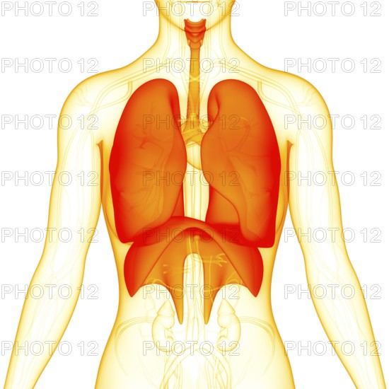 3D Illustration Concept of Human Respiratory System Lungs with Diaphragm Anatomy