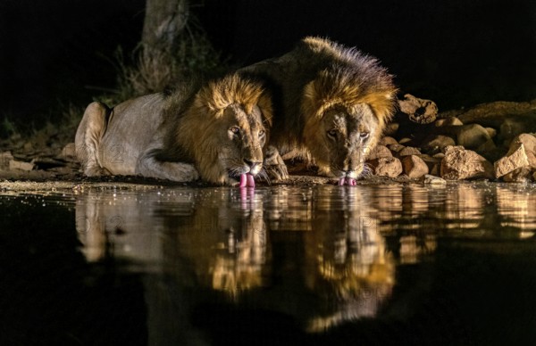 Animals, mammal, two male lions drinking water at a waterhole, night shot, reflection, (Panthera leo), Zimanga, South Africa, Africa