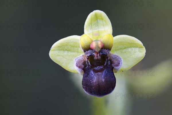 Drone orchid, Ophrys bombyliflora, Portugal, Europe