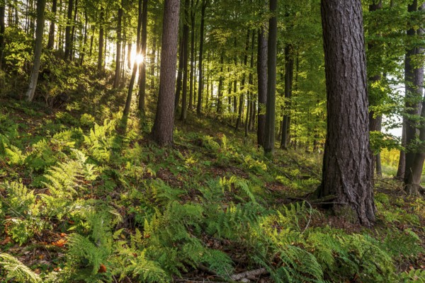 Sunbeams break through a dense forest with mixed trees and illuminate ferns on the ground, Lügde, Teutoburg Forest, North Rhine-Westphalia, Germany, Europe