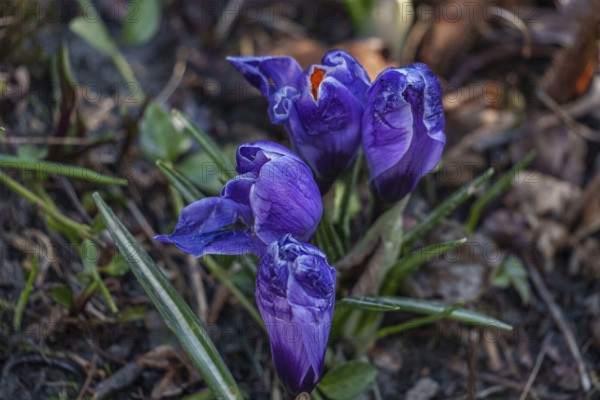 Violet crocuses still partially closed in a garden soil, Weseke, Borken, Westphalia, Germany, Europe