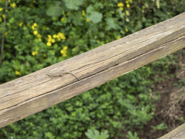 Lizard on a wooden beam, near Arzachena, Sardinia, Italy, Europe