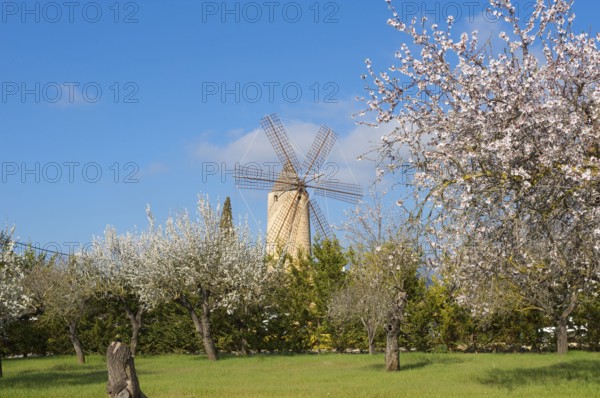 Restaurant in windmill, Santa Maria del Cami, Majorca, Balearic Islands, Spain, almond blossom, almond tree, almond trees, Europe