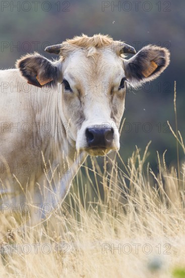 Cow in Prato Nevoso, Piedmont, Italy, Europe