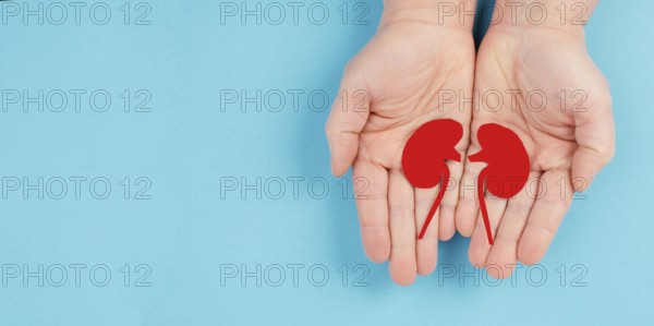 Hands holding a kidney, paper cut out, world kidney day, health problems, organ transplantation, medical issue