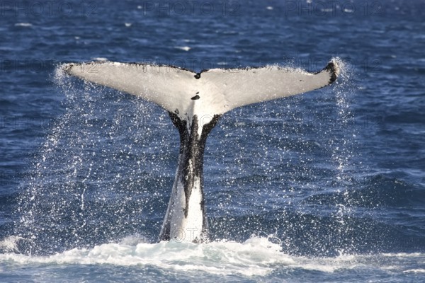 Humpback whale fluke diving, Hervey Bay, Queensland