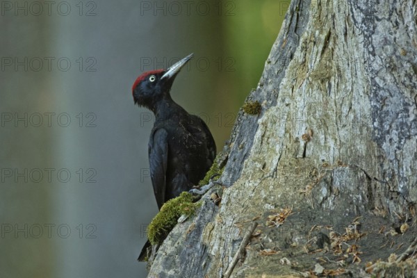 Male black woodpecker sitting on a tree trunk, looking right