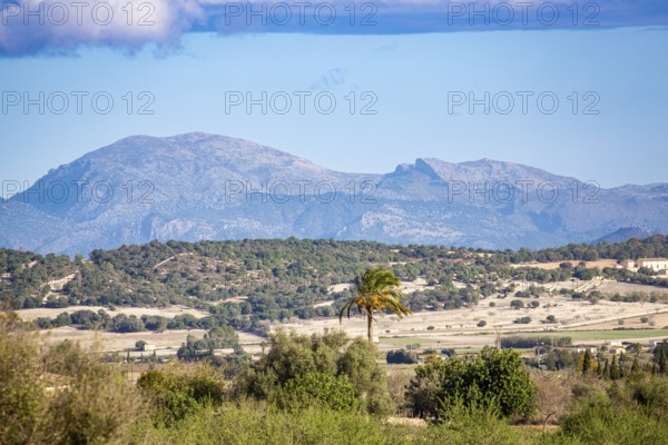 View over Majorca's hinterland Es Pla, Tramuntana mountains in the background, wide landscape with mountains in the background and a single palm tree in the centre, Majorca, Spain, Europe