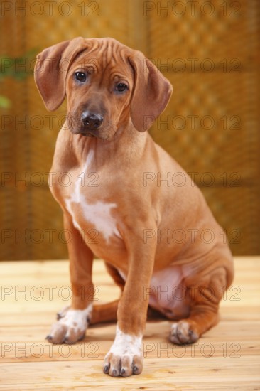 Rhodesian Ridgeback, puppy, 10 weeks