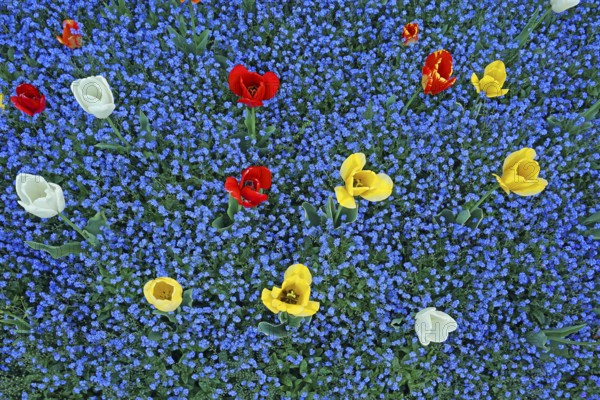 Blooming tulips, Tulipa, with blue forget-me-nots Myosotis sylvatica, Botanical Garden, Villa Carlotta, Tremezzo, Lago di Como, Lake Como, Lombardy, Italy, Europe