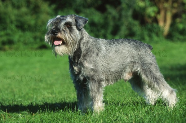 Miniature Schnauzer, Pepper-and-Salt