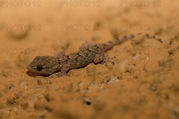 A 3 cm long juvenile of the wall gecko at night on the wall in side view