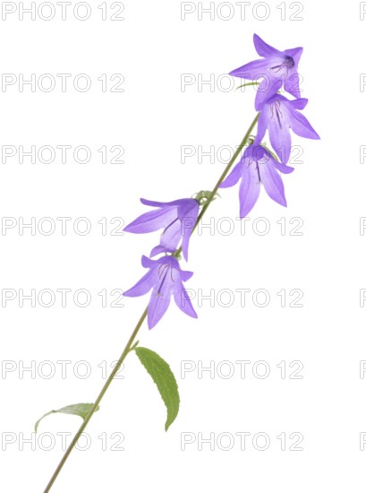 Purple bell shaped flowers on a stem. Creeping bellflower isolated on white