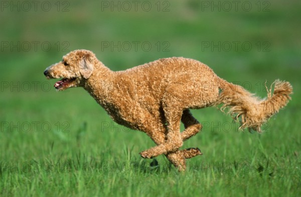 Large Poodle, apricot, shorn, King Poodle, lateral