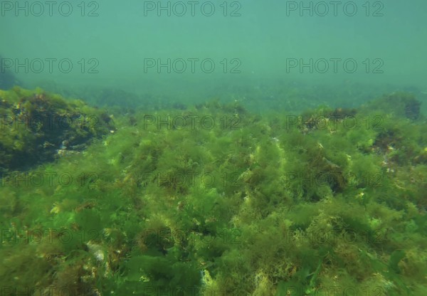 Rock reef covered with green algae Sea Lettuces (Ulva maeotica) in Black sea, Odessa, Ukraine, Europe
