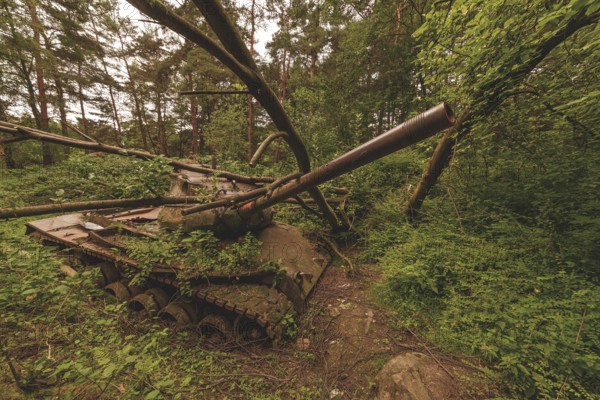 A dilapidated tank, overgrown with branches and lying in the middle of a forest, surrounded by wild nature and daylight, M47 Patton, Lost Place, Brand, Aachen, North Rhine-Westphalia, Germany, Europe
