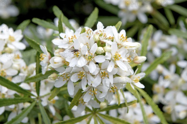 Starleaf (Choisya × dewitteana WHITE DAZZLER)