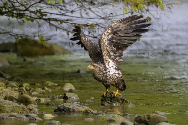 A bald eagle, Haliaeetus leucocephalus, spreads its wings over a river, trees in the background, Alaska, USA, North America