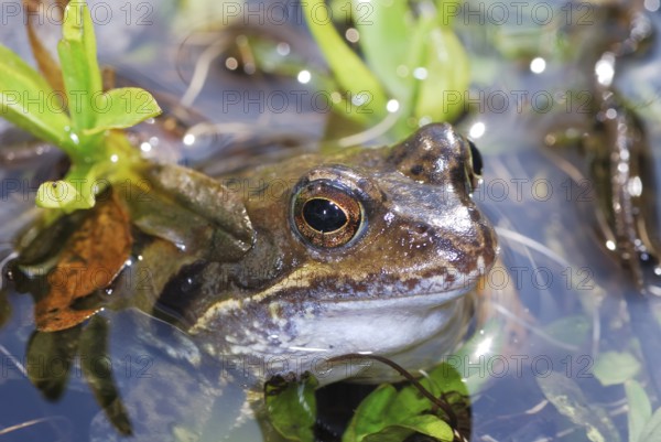 Grass frog lying in the water