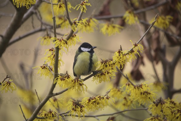 Great tit (Parus major) on witch hazel