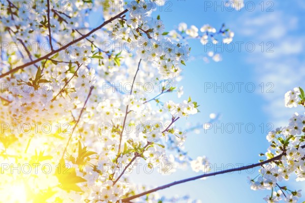 Sun translucent through twigs of cherry tree floral background instagram stile