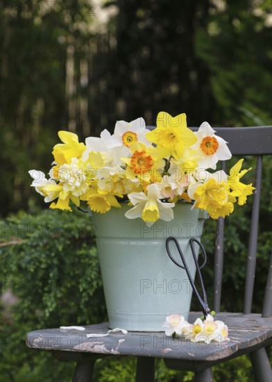 Spring bouquet of fresh colourful daffodils (Narcissus) flowers in a green enamel bucket on a rustic wooden chair. Garden decoration concept