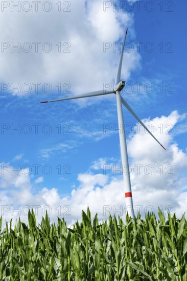 Wind turbine with white clouds and corn in the front